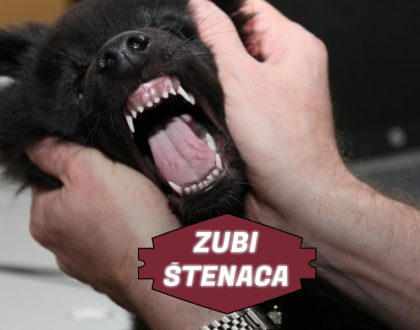 ZUBI ŠTENACA
