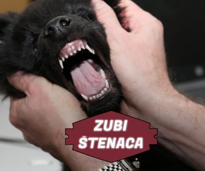 ZUBI ŠTENACA