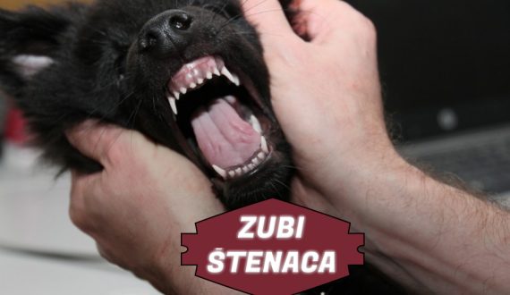 ZUBI ŠTENACA
