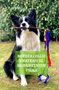 border-collie-se-smatraju-jednim-od-najpametnijim-psima