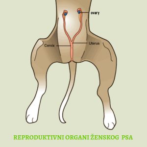 reproduktivni-organi-kod-psa
