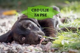CBD ULJE ZA PSE