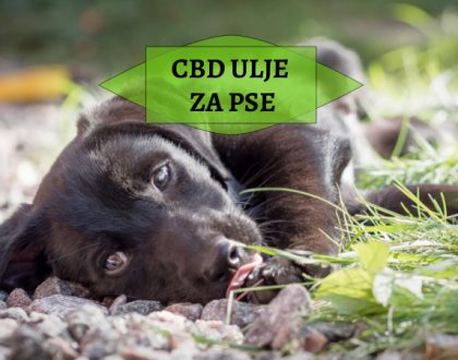 CBD ULJE ZA PSE