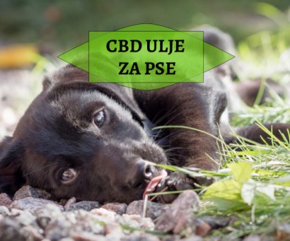 CBD ULJE ZA PSE