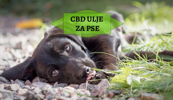 CBD ULJE ZA PSE