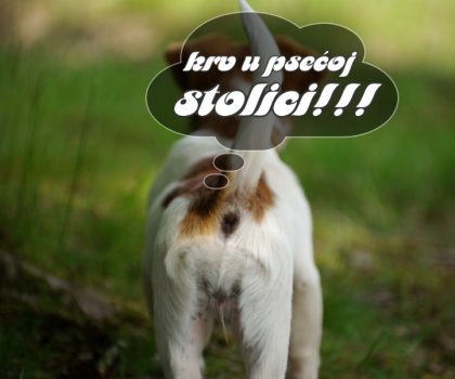 KRV U PSEĆOJ STOLICI