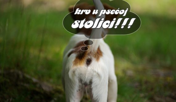 KRV U PSEĆOJ STOLICI