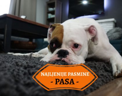 NAJLJENIJE PASMINE PASA