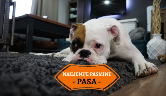 NAJLJENIJE PASMINE PASA