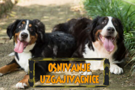 OSNIVANJE UZGAJIVAČNICE