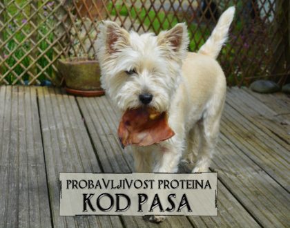 PROBAVLJIVOST PROTEINA KOD PASA