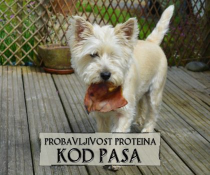 PROBAVLJIVOST PROTEINA KOD PASA