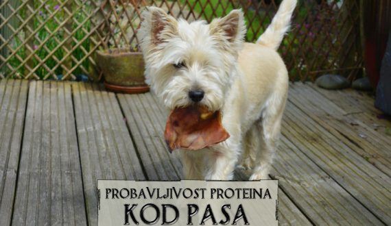 PROBAVLJIVOST PROTEINA KOD PASA