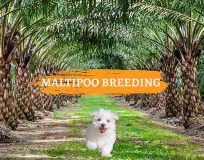 UZGOJ-MALTIPOO-PASA