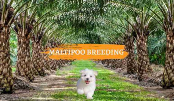 UZGOJ-MALTIPOO-PASA