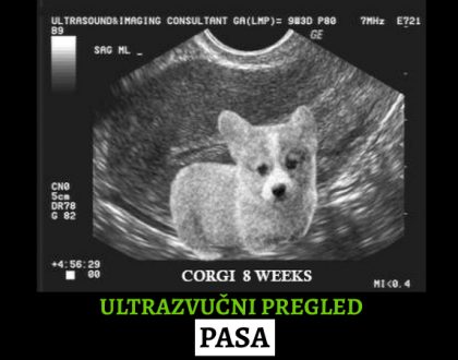 ultrazvučni pregled kod pasa