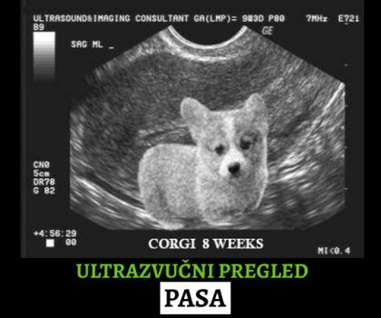 ultrazvučni pregled kod pasa