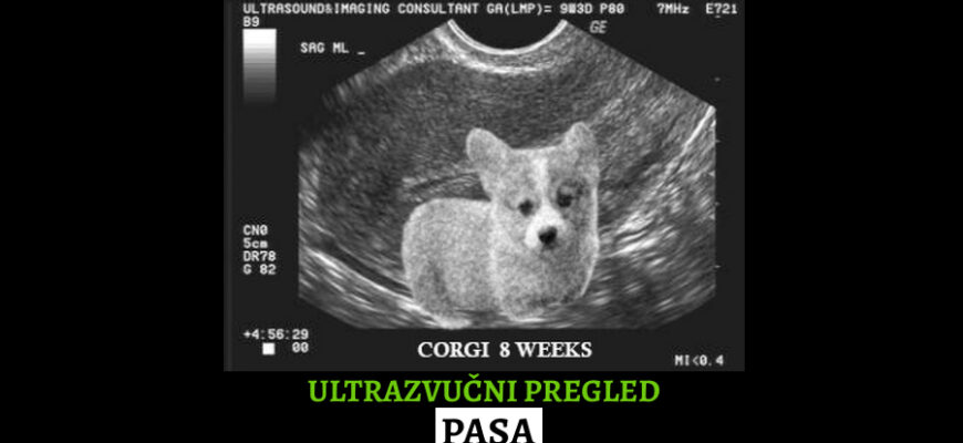 ultrazvučni pregled kod pasa