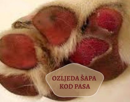 OZLIJEDA ŠAPA KOD PASA