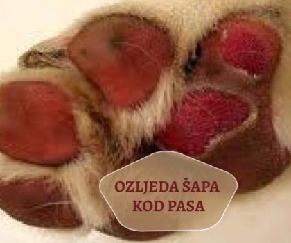 OZLIJEDA ŠAPA KOD PASA