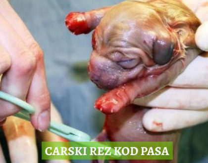 CARSKI REZ KOD PASA