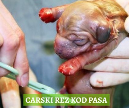 CARSKI REZ KOD PASA