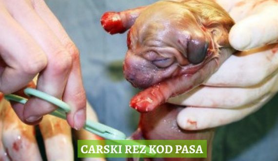 CARSKI REZ KOD PASA