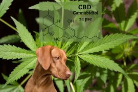 cbd cannabidiol za pse