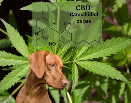 cbd cannabidiol za pse