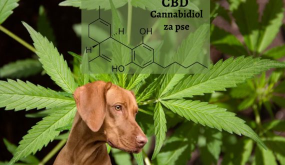 cbd cannabidiol za pse