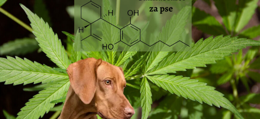 cbd cannabidiol za pse