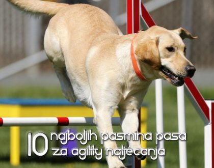 1o najboljih pasmina za agiliti natjecanja