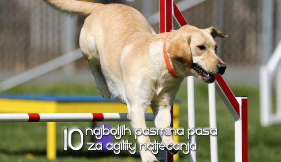 1o najboljih pasmina za agiliti natjecanja
