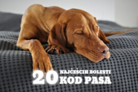 20 NAJČEŠĆIH BOLESTI KOD PASA