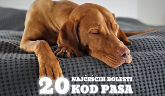 20 NAJČEŠĆIH BOLESTI KOD PASA
