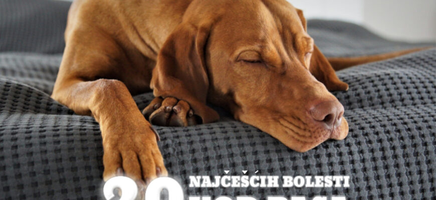 20 NAJČEŠĆIH BOLESTI KOD PASA