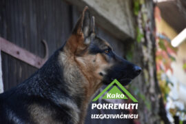 OSNIVANJE UZGAJIVAČNICE ZA PSE