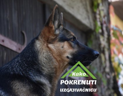 OSNIVANJE UZGAJIVAČNICE ZA PSE