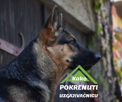 OSNIVANJE UZGAJIVAČNICE ZA PSE