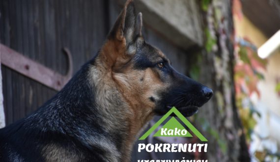 OSNIVANJE UZGAJIVAČNICE ZA PSE