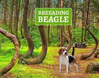 UZGOJ-BEAGLEA