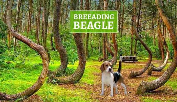 UZGOJ-BEAGLEA