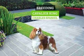 UZGOJ-CAVALIER-KING-CHARLES-SPANIELA