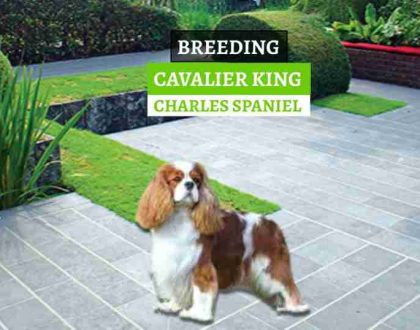 UZGOJ-CAVALIER-KING-CHARLES-SPANIELA