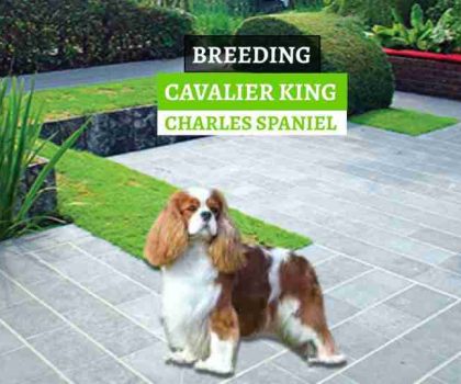 UZGOJ-CAVALIER-KING-CHARLES-SPANIELA