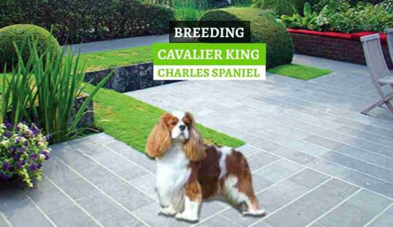 UZGOJ-CAVALIER-KING-CHARLES-SPANIELA