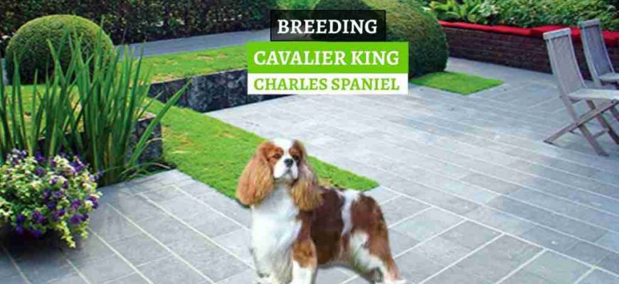 UZGOJ-CAVALIER-KING-CHARLES-SPANIELA