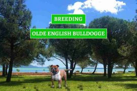 UZGOJ-OLDE-ENGLASH-BULLDOGA