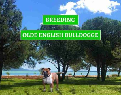 UZGOJ-OLDE-ENGLASH-BULLDOGA