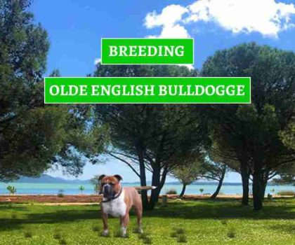 UZGOJ-OLDE-ENGLASH-BULLDOGA